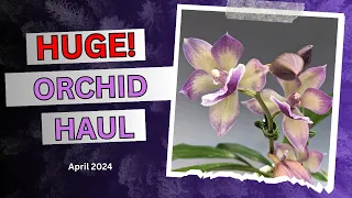 Huge #Orchid Haul , Asheville, NC show