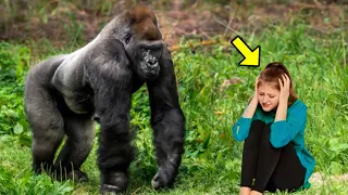 What This Angry Gorilla Did To A Tourist In The Jungle Left The Whole World In Shock!