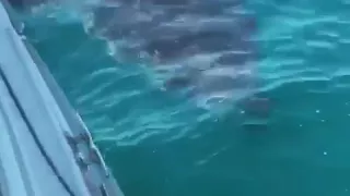 South Australia Port Victoria 5m Great White Shark Circling Fishing Boat!!