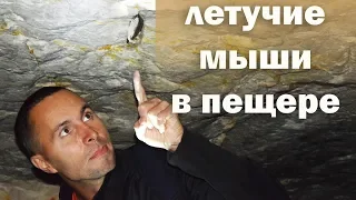 Летучие мыши в Танечкиной пещере