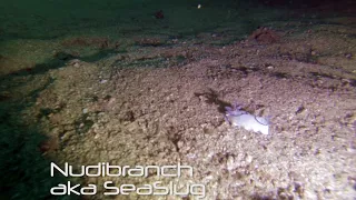 Nudibranch aka Sea Slug