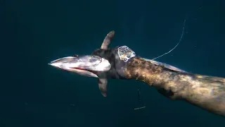 Spearfishing Port Hedland mit super Wetter