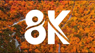 Experience the Emotion of 8K Resolution and Colors