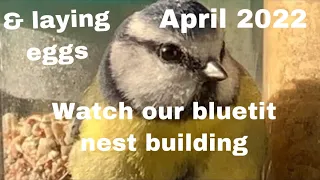 REAL FOOTAGE OF BLUETITS BUILDING NEST & LAYING EGGS AMAZING FOOTAGE FROM INSIDE THE NEST BOX