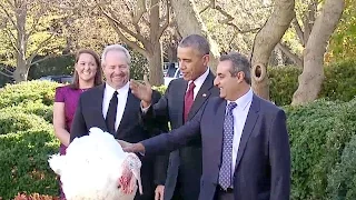 The President Pardons the ‎National Thanksgiving Turkey 2015