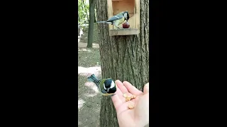 Синицы / Birds