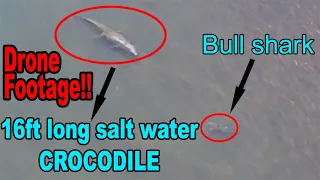 Giant Crocodile And Bull Shark Seen In Water Near Popular Swimming Spot in Australia.