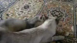 Ferret and cat in love?!?!