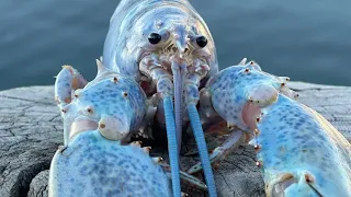 10 Hours of Silence Occasionally Interrupted by Blue Lobster