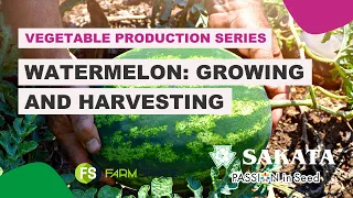 #29  Watermelon: Growing and Harvesting