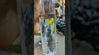 I Buy Glow Betta fish just 150rs from school boys shop kolathur #fish #aquariumfish #bettafish