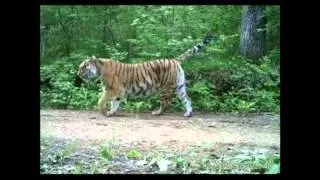 Stunning Video of Rare Siberian Tigers Released