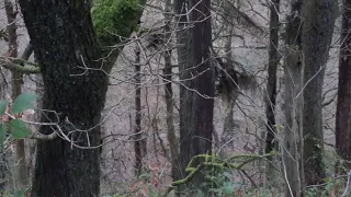 Bigfoot Encounter in the Woods
