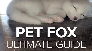 Adorable Baby Foxes - How to Get a Pet Fox