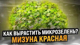 Как вырастить микрозелень дома? Инструкция по выращиванию мизуны!