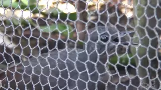 Superb Lyrebird imitating construction work - Adelaide Zoo