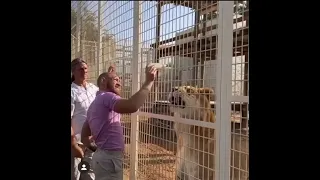 Conor McGregor Feeds Tiger