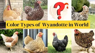 Different Colors Types of Wyandotte Bantam Chickens Breeds in the World #agronomag