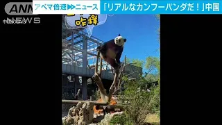 「これこそカンフーパンダだ」木の枝に足掛けバランス　SNS上で話題に　北京動物園(2023年4月11日)