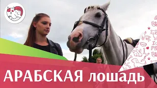 Арабская лошадь на  ilikepet