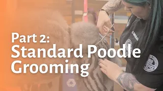 Standard Poodle Grooming Part 2