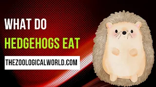 What do hedgehogs eat, What do hedgehogs eat in the wild, What do hedgehogs eat in minecraft