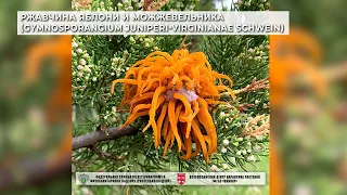 Ржавчина яблони и можжевельника (Gymnosporangium juniperi-virginianae Schwein)