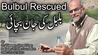 White Cheeked Bulbul Rescued | Bulbul Rescued | Hingol National Park | Bird Rescue Story