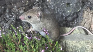 The House Mouse - The British Mammal Guide