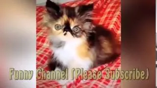 Funny Cat Compilation 2014 HD (25 Min Smile 100%)