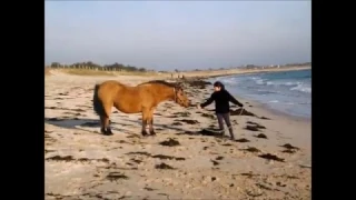 [PLAGE] du 27-11-16 avec le troupeau