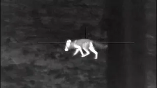 Pulsar Trail 2 lrf xq50. Predator hunting.  Fox hunting. Lov lišky. Thermal imaging scope