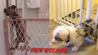 Pet Escape Artists - Funny Pets Videos Compilation 2021 #22
