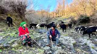 IRAN Nomads Daily Life! Taking Care of Cows and Newly Born Calves