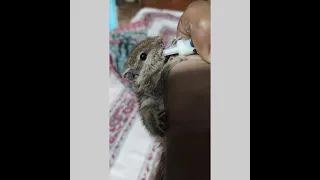 Baby squirrel care | Indian palm squirrel .