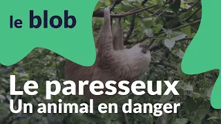 Le paresseux, menacé à cause de la perte de son habitat | Animaux en danger