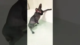 Лысая кошка сфинкс не хочет купаться