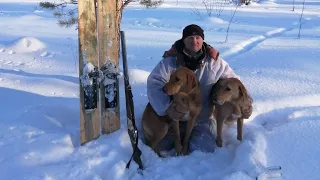 Первый заяц в Новом Году! Собачки молодцы! Охота на зайца с русскими гончими