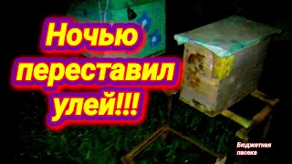 Что будет если переставить пчёл ночью? Перенёс улей на новое место.