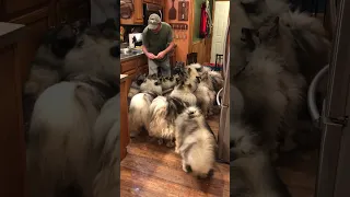 Keeshond Heaven treat time!!