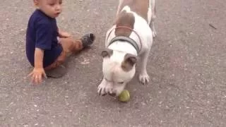 Тема играет с Ричиком! A child plays with Pitbull! 27 августа 2016 г.