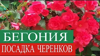 Посадка БЕГОНИИ  в кашпо. ОСМОКОТ линейка удобрений. Препараты РАДИФАРМ и  МЕГАФОЛ