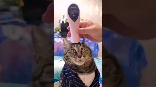 Omg So Sute Cats 😹😹 | Funny Cat 2021