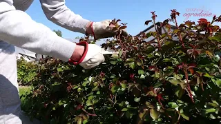 Ważne cięcie róż w maju. Komu to potrzebne?