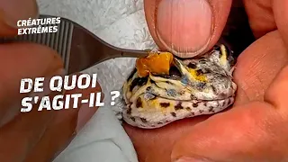 Ce serpent perd la vue à cause de sa mue