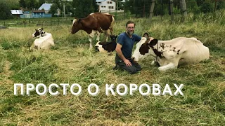 О коровах в ЛПХ Фроловых