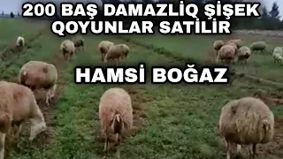 200 BAŞ ŞİŞƏK DAMAZLİQ QOYUNLAR SATİLİR TEL (055 545 58 25)051 892 83 28