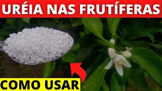Como usar  ureia nas plantas frutíferas