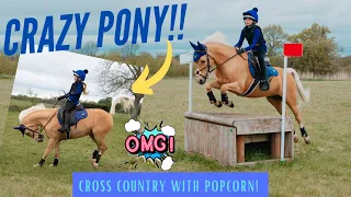 Crazy Pony at Cross Country!