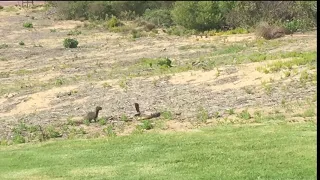 Cape Cobra vs Mongoose fight till death on my front lawn.